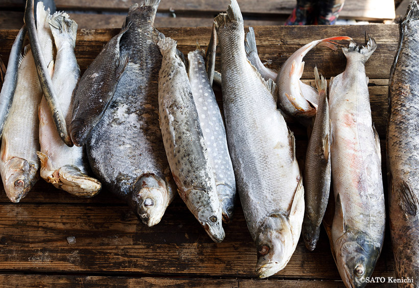 名物の「タラ」は、川魚を生食する料理で、アイヌのルイベとよく似ています。