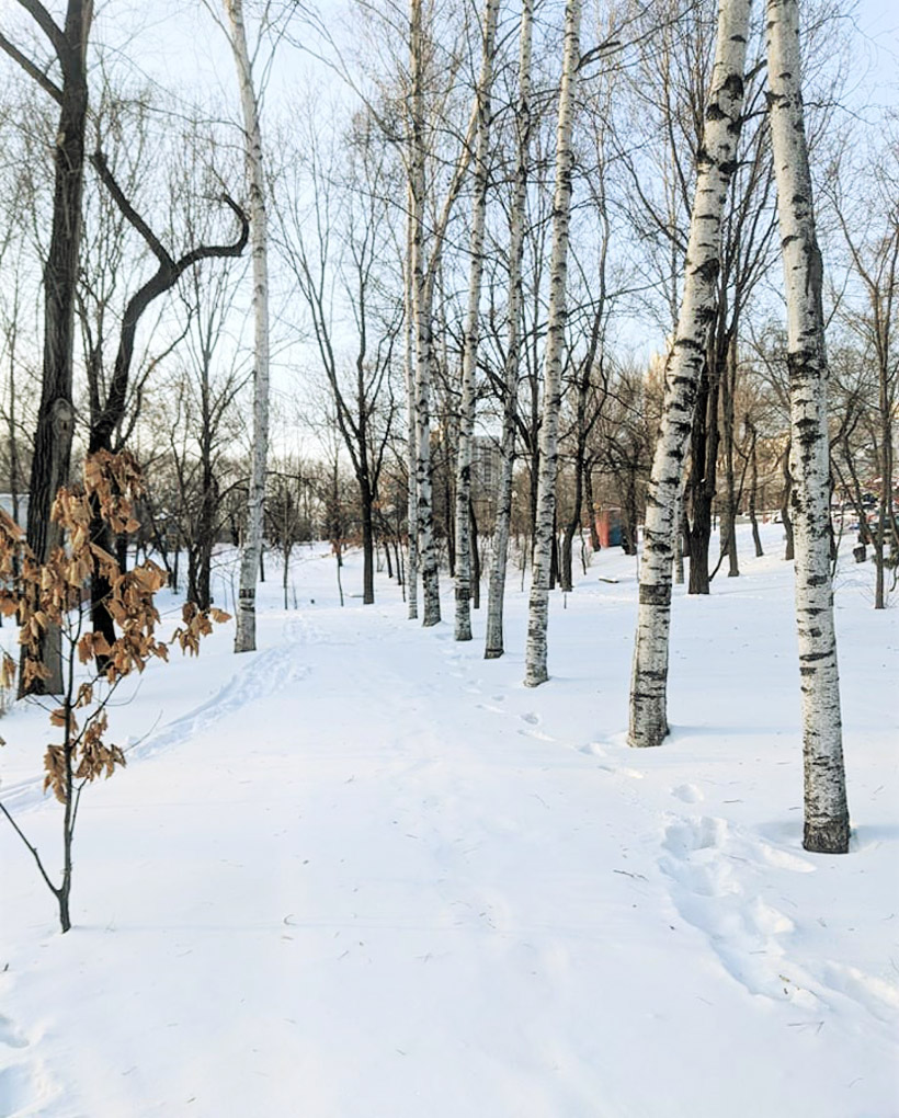 ディナモ公園の白樺並木の小道も雪で埋まりました