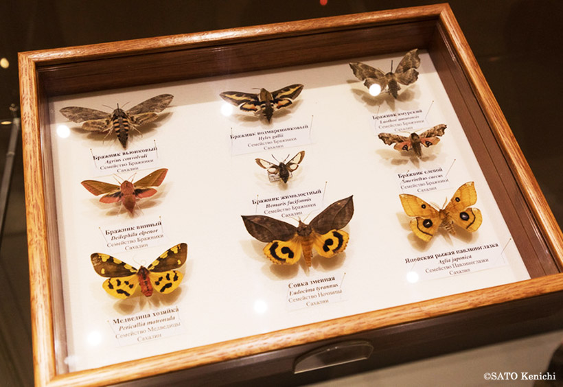 チョウの研究家の朝日純一さんの『原色図鑑　サハリンの蝶』